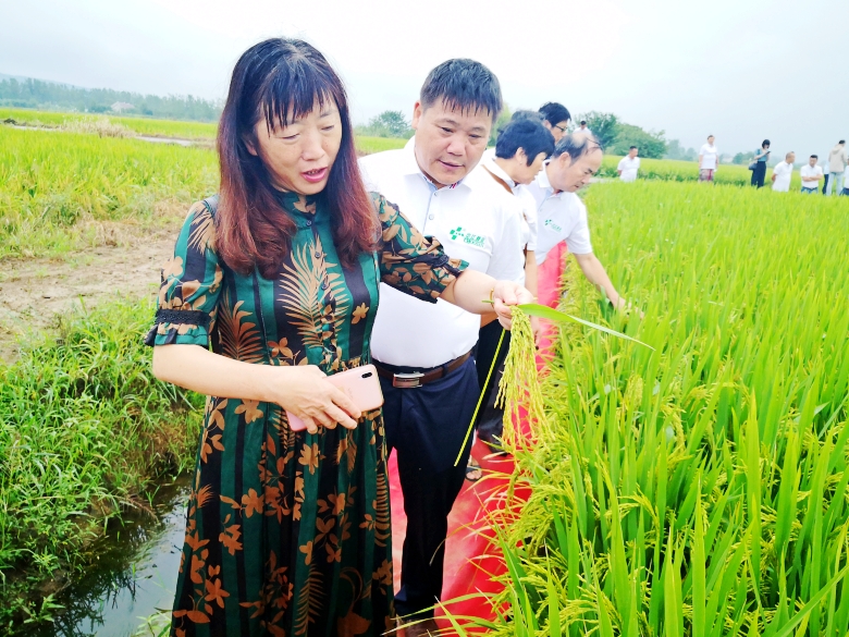 曾道网站正版资料免费大全