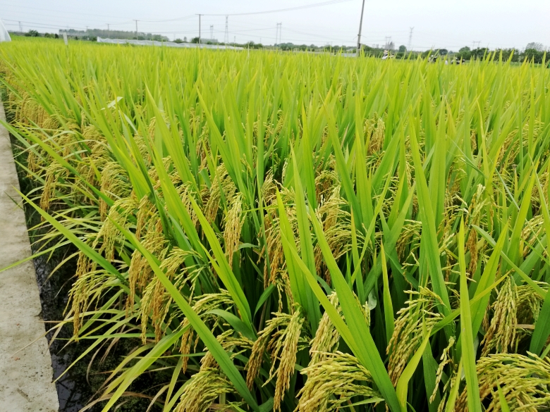 曾道网站正版资料免费大全