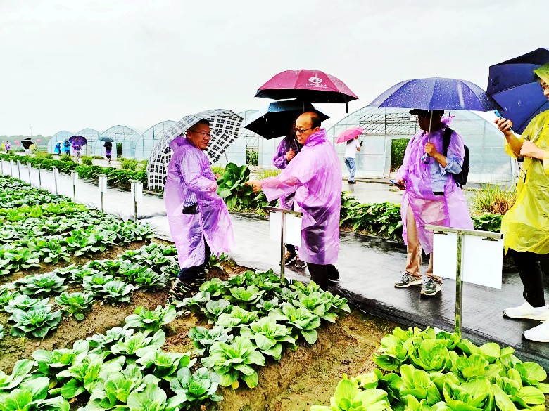 曾道网站正版资料免费大全